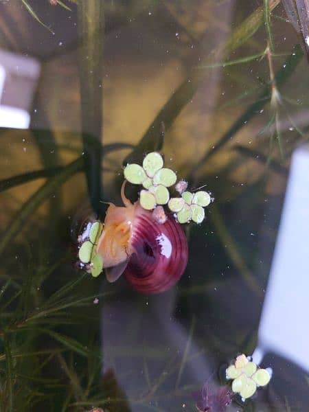 Mystery Snails, Ramshron, Shrimps 6