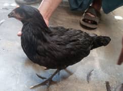 Australorp hens