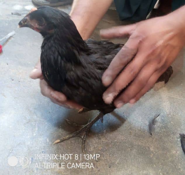 Australorp hens 1