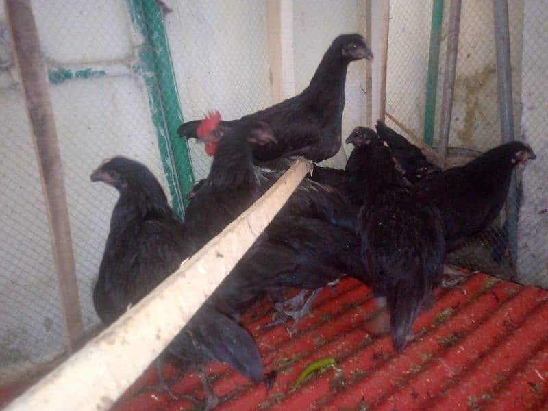 Australorp hens 2