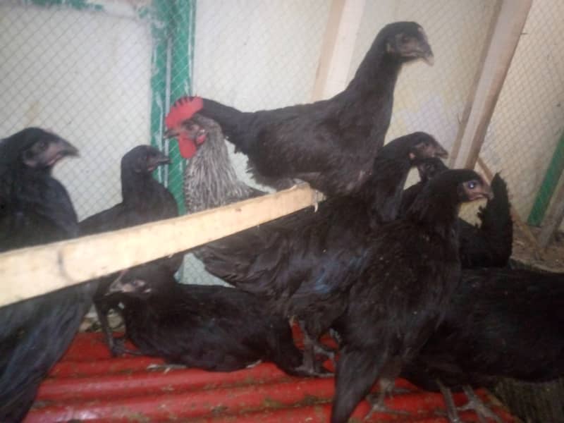 Australorp hens 3