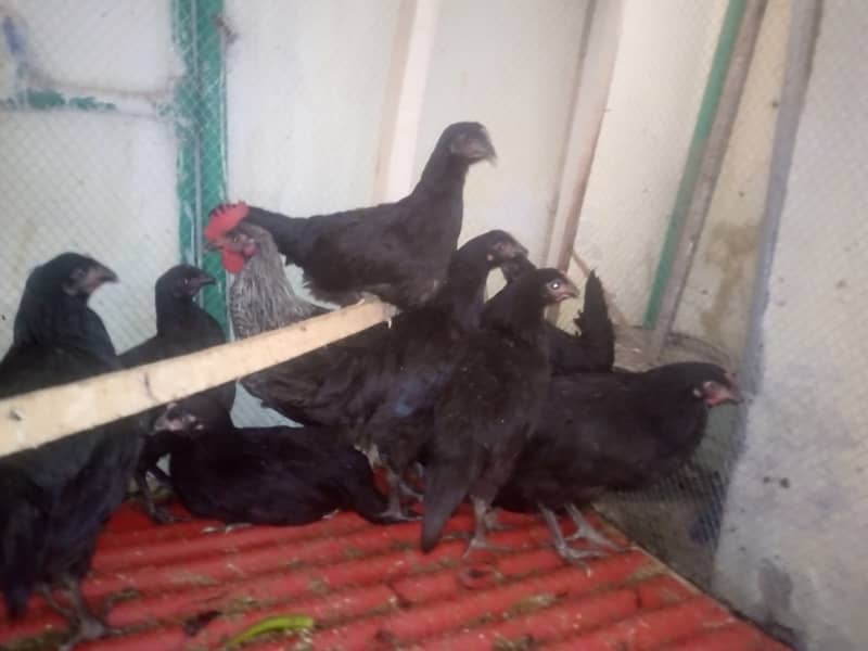 Australorp hens 4