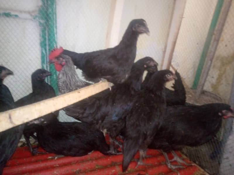 Australorp hens 5