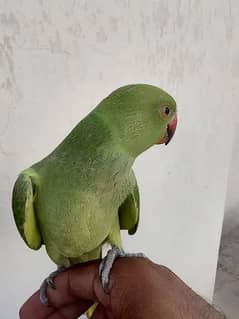 hand tamed parrot