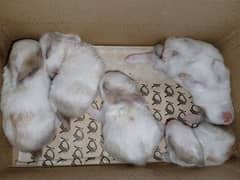 2 weeks old Cute Fluffy Baby Rabbits for Sale in just Rs. 500