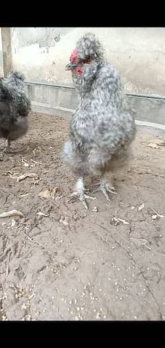 coco silkie rooster