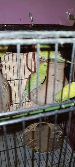 budgies 2 pair and 2 single total 6 budgies and one cage