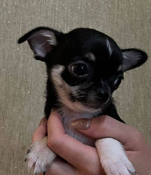 Chihuahua Pups Available 2