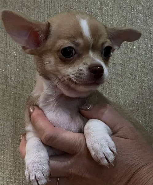 Chihuahua Pups Available 3