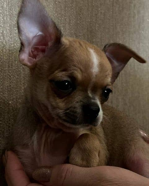 Chihuahua Pups Available 4