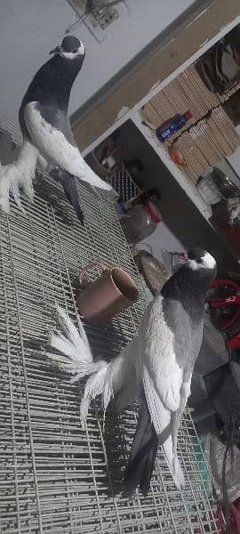 Fancy Pigeons For Sale . . Blue Megpie and Danish 4