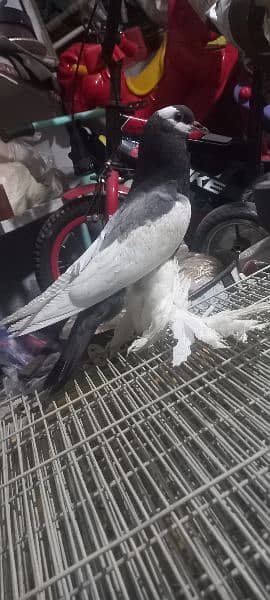 Fancy Pigeons For Sale . . Blue Megpie and Danish 5