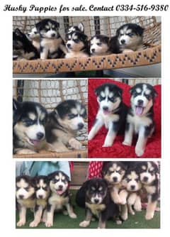 Top Quality Siberian Huskies Male & Female Blue Eyes & Unique Color