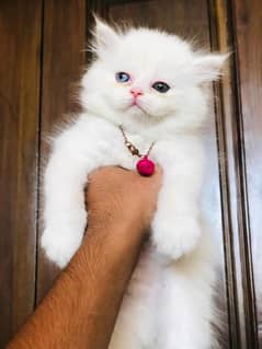 Persian cat