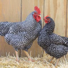 Plymouth rock hens for sale 0