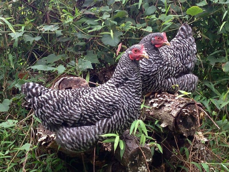 Plymouth rock hens for sale 1