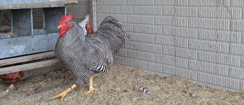 Plymouth rock hens for sale 2