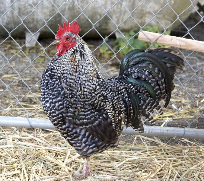 Plymouth rock hens for sale 3