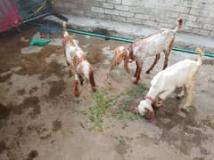 3 goat 1 female 2male bakra