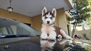 odd eye Husky Pups