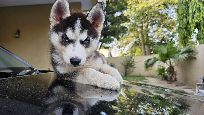 odd eye Husky Pups 1