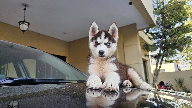 odd eye Husky Pups 3