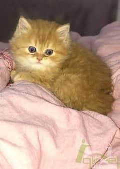 Persian cats for Sale