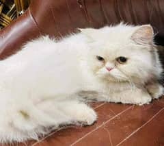 Persian Extreme Punch Face Breeder Female Cat Available for Sale
