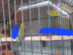 Australian Budgies