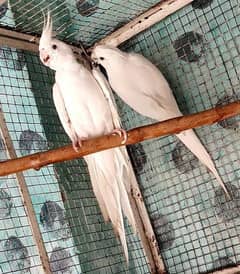 cocktail Breeder pair eno white and breeder love birds mutations