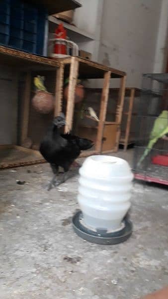 hen aseel parrot 1