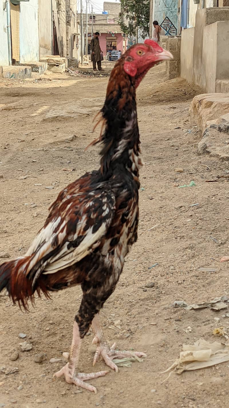 Aseel bird 1