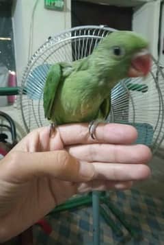 ringneck parrot chick 0