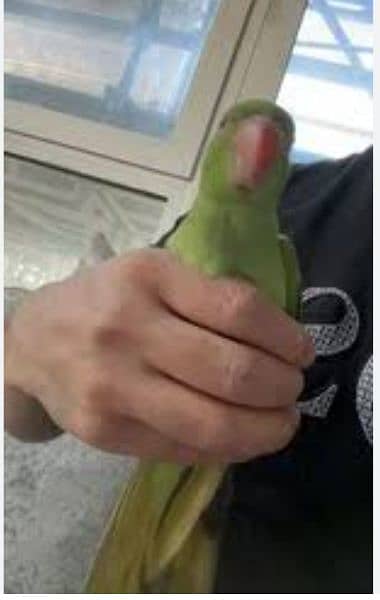 ringneck parrot chick 1