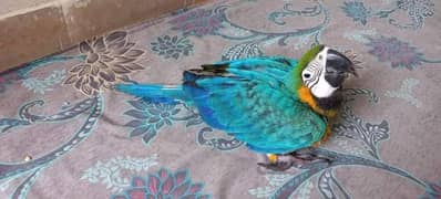 blue macaw parrot checks for sale 0336=5077=195
