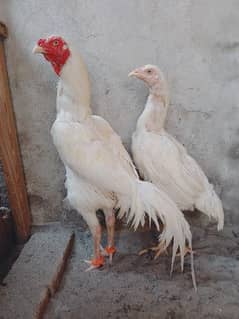 white Heera aseel for sale breeder pair