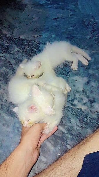 persian babies kittens for sale location manawa jalo 0