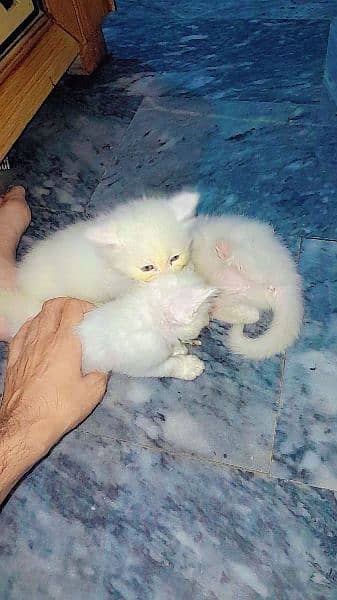 persian babies kittens for sale location manawa jalo 1