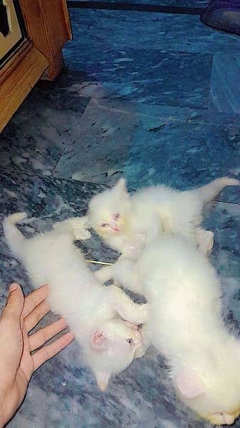 persian babies kittens for sale location manawa jalo 2