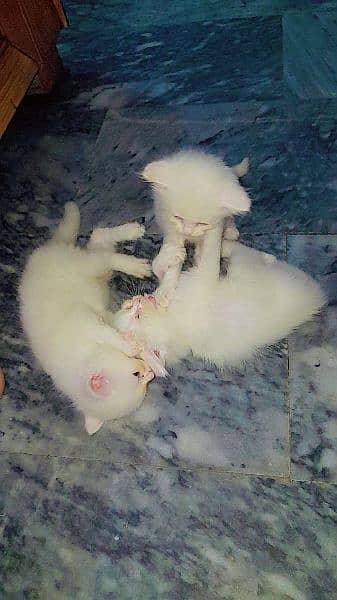 persian babies kittens for sale location manawa jalo 3