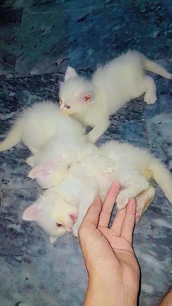 persian babies kittens for sale location manawa jalo 4