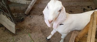 Bakri or ek male bacha for sale 0304.7044286