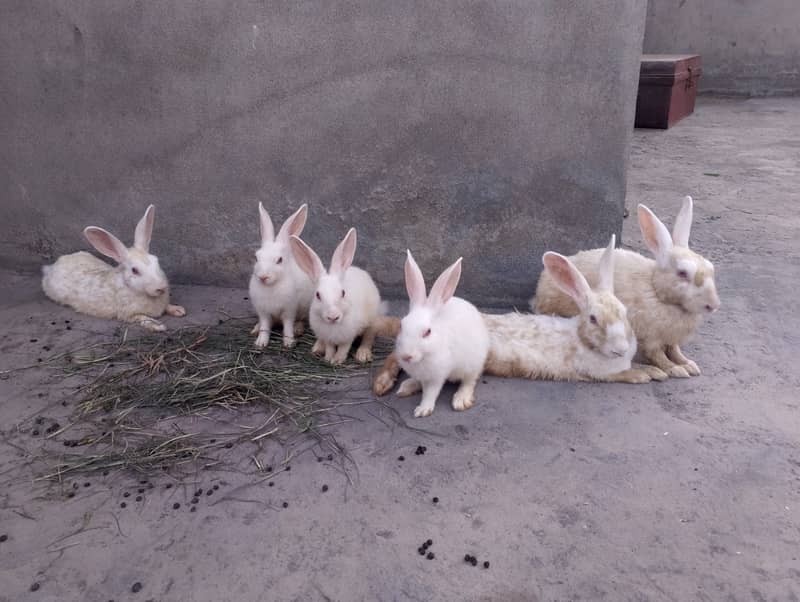 Red Eye Rabbit 1 pair 4 babies 4 month age 0