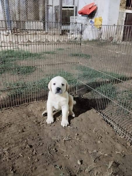 white Labrador puppy fown colour 0