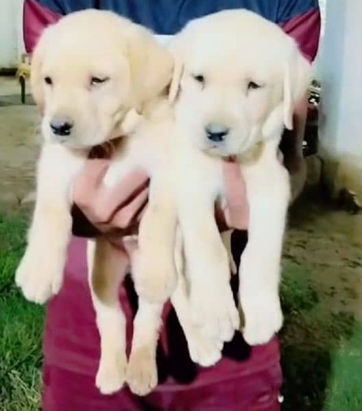 white Labrador puppy fown colour 1