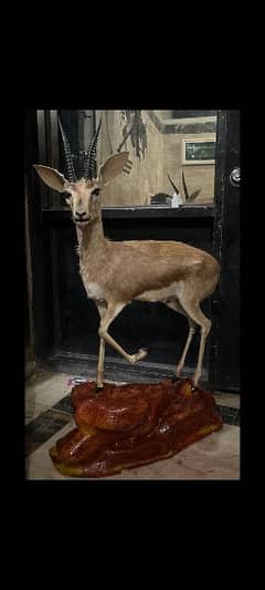 Deer trophy