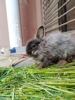 angoora rabbit and Desi rabbit 7k ka 5