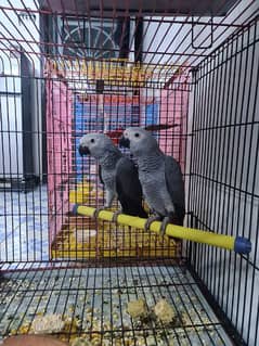 African Grey Parrot