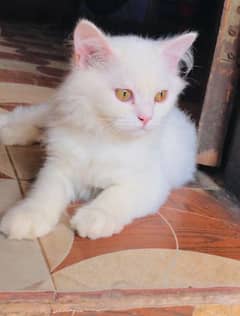 persian male kitten. . . vaccinated ha. . . full trained ha