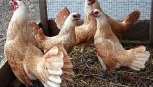 Buff Sebrite,Ko shamo,Heera,Batair eggs and chicks